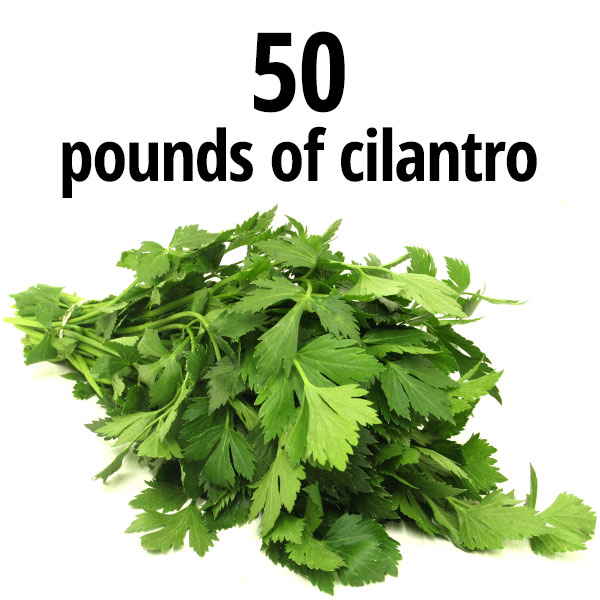 50 pounds of cilantro