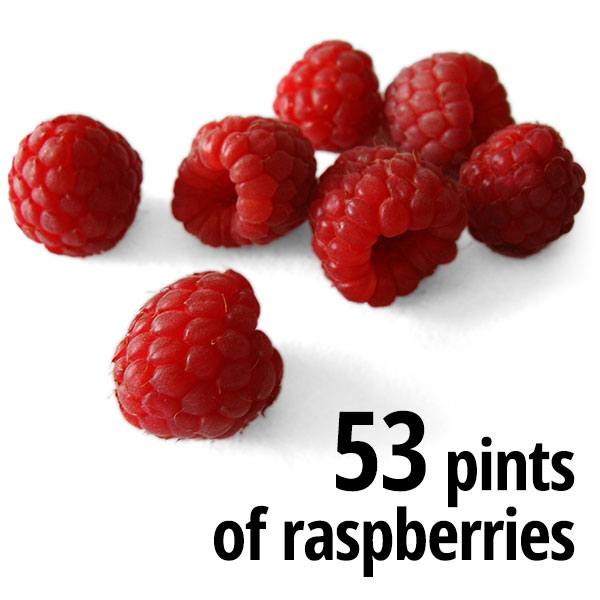53 pints of raspberries